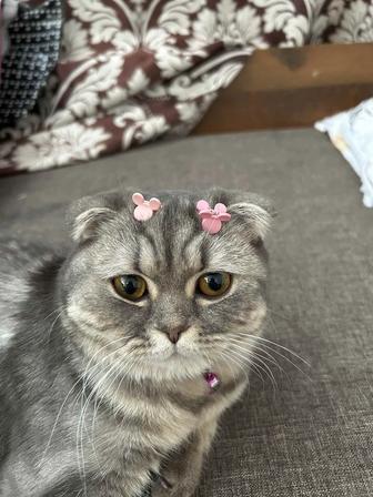 Котик