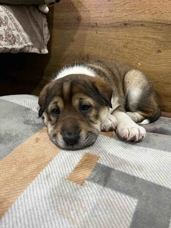 Щенок шарпея девочка