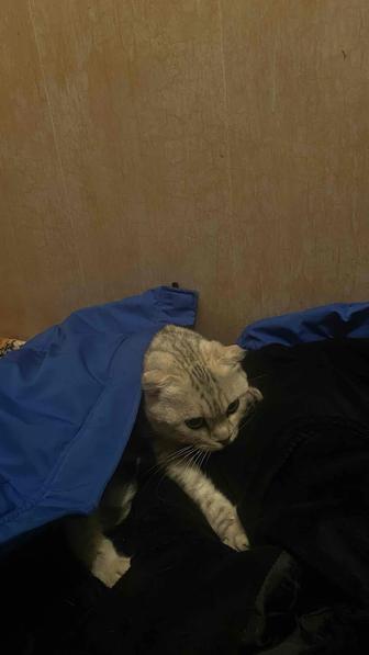 Кошка
