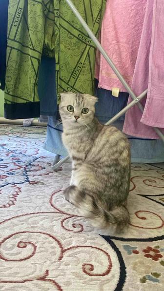 Кошка