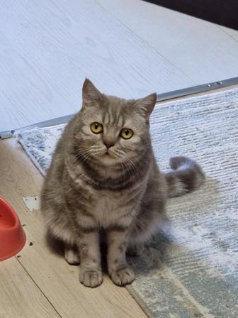 Британский кот