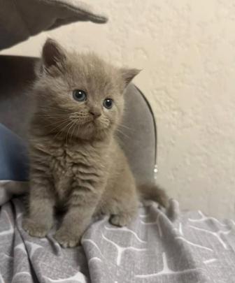 Лиловые и голубые котята