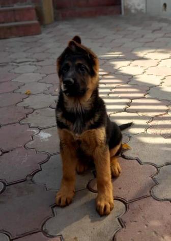 Щенки немецкой овчарки