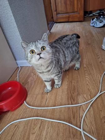 Отдам кошку