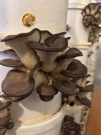 Вешенки в Актобе