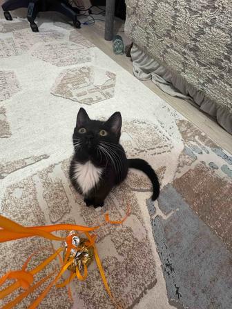 Отдам котенка-девочку в добрые руки