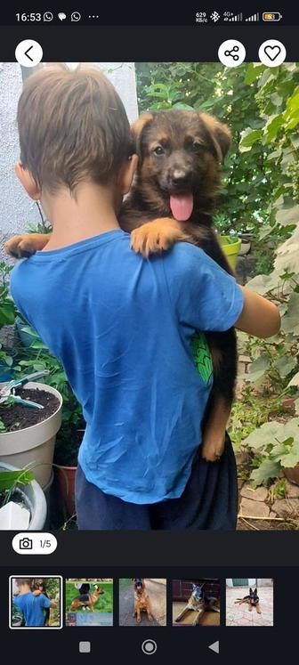 Щенки немецкой овчарки кобели