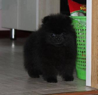 Чистокровная девочка шпица с документами