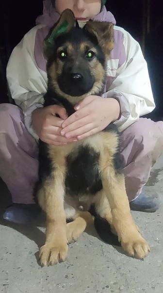 Щенки немецкой овчарки кобели