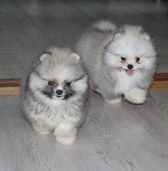 Чистокровные щенки шпица с документами