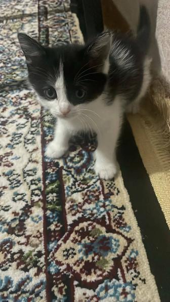 Отдам в хорошие руки котят