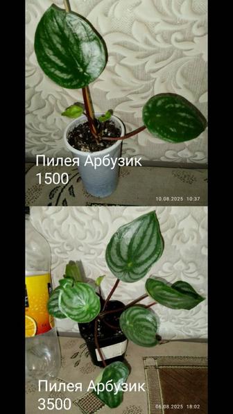 Различные цветы комнатные