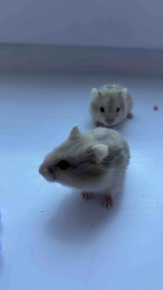 Хомяки джунгарики