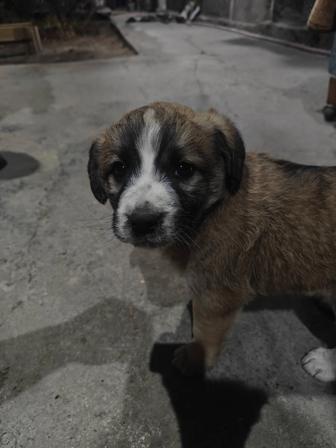 Отдам щенка в добрые руки