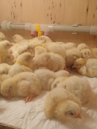 Цыплята бройлеры Кобб. Выкуп 28.02 до 02.03