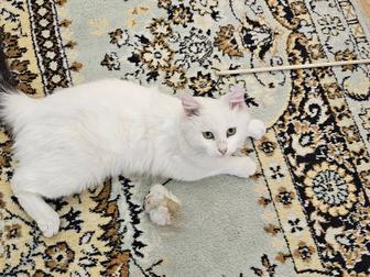 Отдам породистого белого котенка