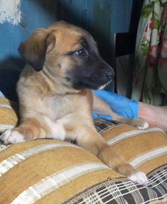 Бесплатно дарим щенков