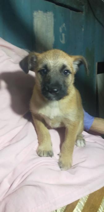 Бесплатно дарим щенков