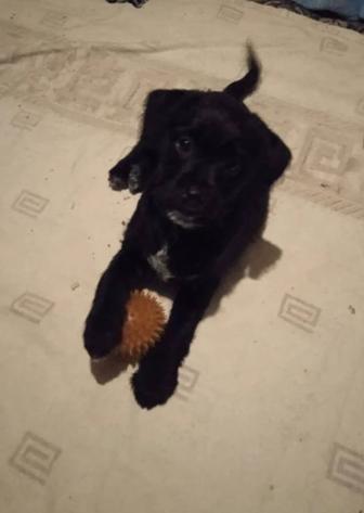 Бесплатно дарим щенков