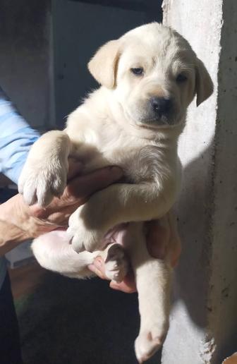 Бесплатно дарим щенков