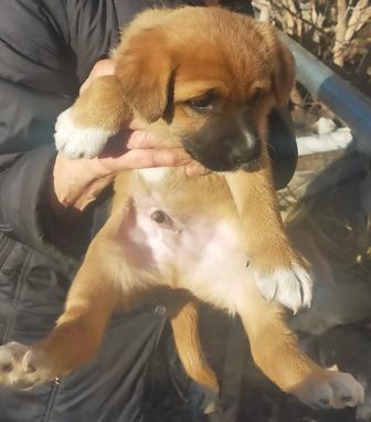 Бесплатно дарим щенков