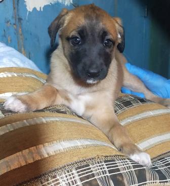 Бесплатно дарим щенков