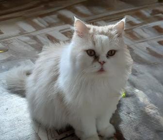 Отдам УМНОГО Кота !