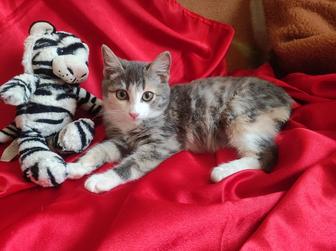 Котенок девочка