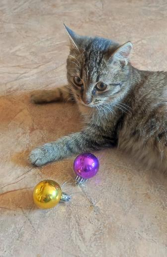 Котенок девочка 4,5месяца