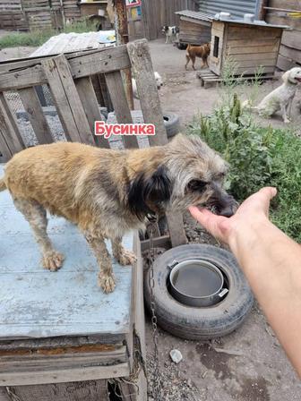 Собаки
