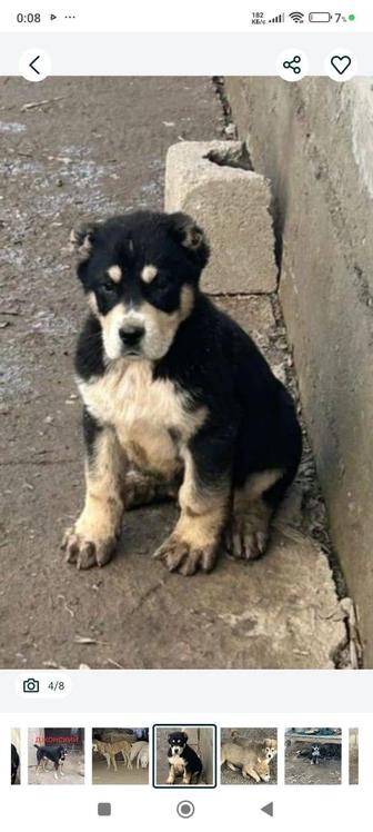 Алабай күшік сатылады