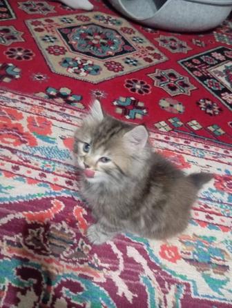 Продам кошку, смешанный породистый, мама вислоухая.