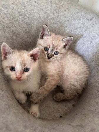 Отдам даром, сиамские котята