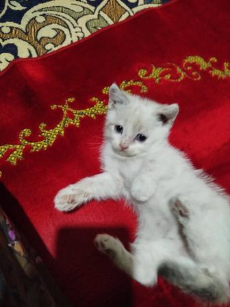 Отдам даром, сиамские котята