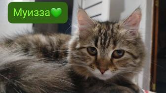 Отдам даром, сиамские котята