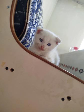 Котик породистый