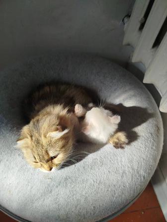 Котик породистый