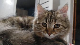 Продам кошку, смешанный породистый, мама вислоухая.