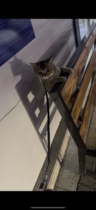 Отдаем котенка в хорошие руки, 1 год