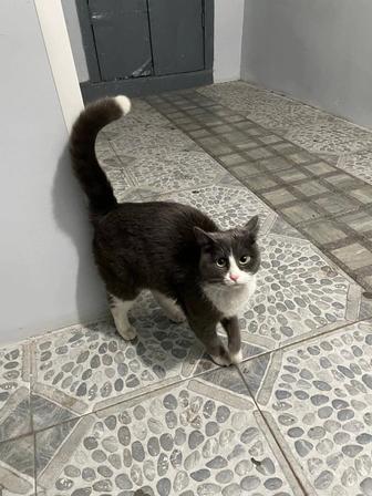 Ищу дом котику