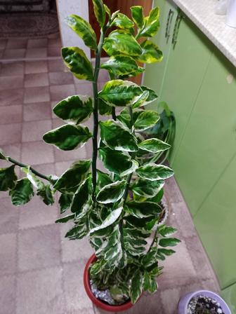 Продам педилантус