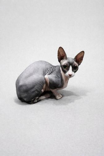 Продам Сфинкса