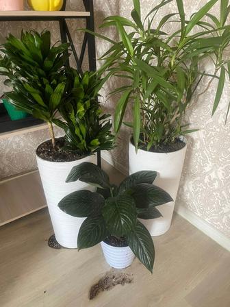 Цветы в вазонах Для дома ,Офисов.