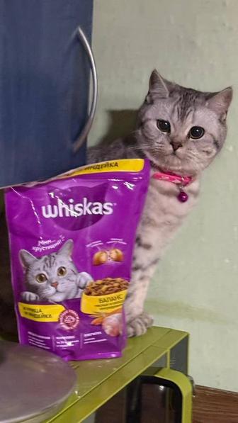 Отдам котенка подросшего