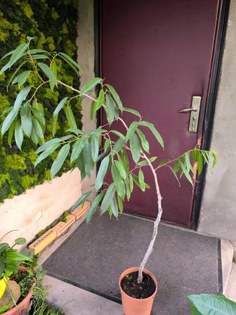 Продам Фикусы