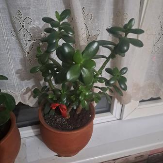 Денежное дерево. Толстянка .продам