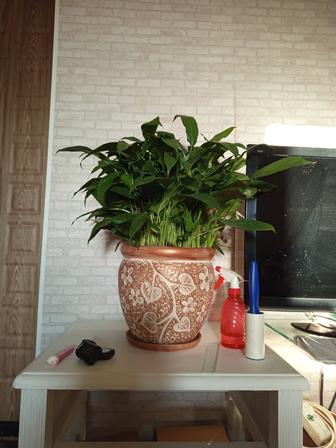 Комнатный цветок