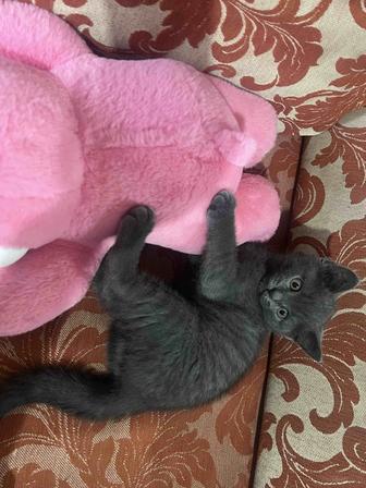 Продаю срочно котенка
