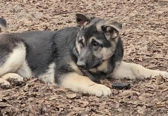 Щенки восточно европейской овчарки