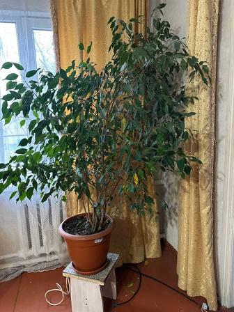 Продам фикус Бенджамина